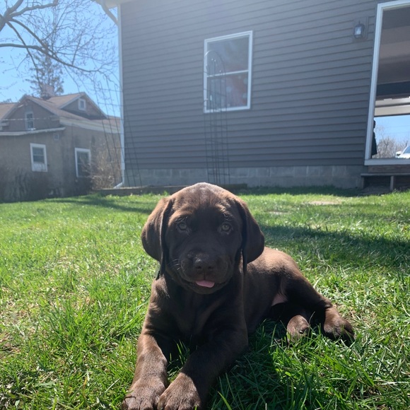 Meet your Posher, Lexi - Picture 1 of 1